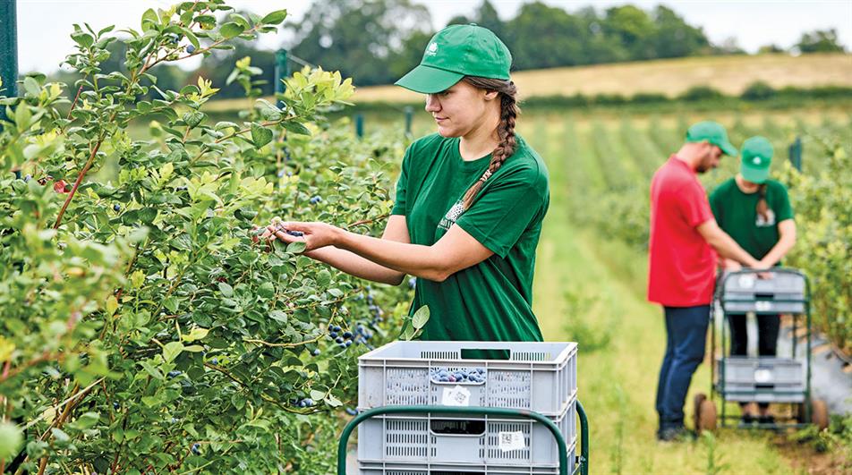 Seasonal scheme has a five-year commitment but total numbers could be reduced - credit: Hall Hunter Partnership/Lucy Pope